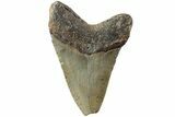Serrated, Fossil Megalodon Tooth - North Carolina #235443-1